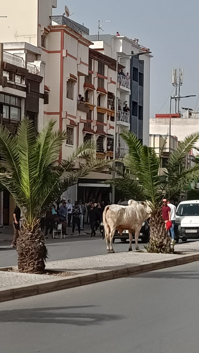 الجاموس البرازيلي في عاصمة الانوار يحتج